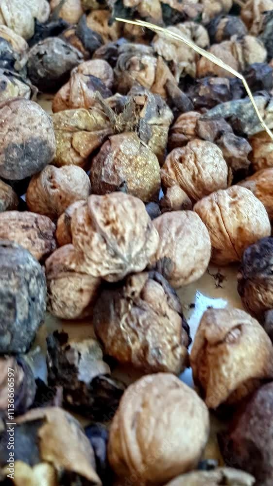 An intimate close-up of ripe walnuts, showcasing unpeeled nuts and those in their natural husks An intimate close-up of ripe walnuts, showcasing unpeeled nuts and those in their natural husks