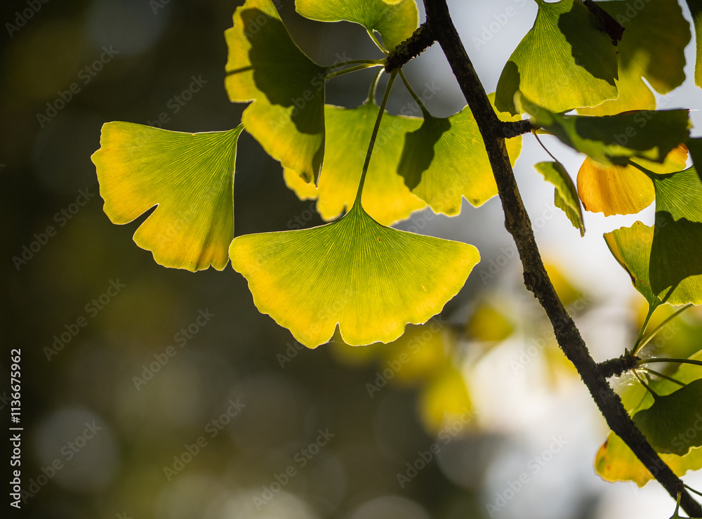 Obraz premium ginkgo leaves in the forest