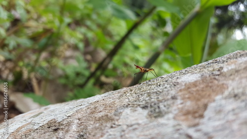 Micropezidae (micropeziday), stilt-legged flies perched on the texture of logged wood. The beauty of nature. Shot in the forest. photo