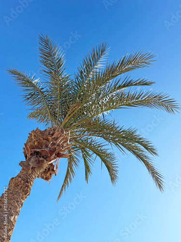 The tops of a palm tree with green branches against a blue sky.