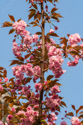 Flowering branch of a tree with beautiful pink flowers against the blue sky