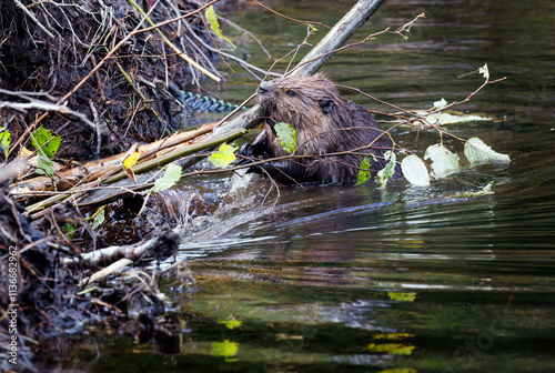Beavers repairing their dam