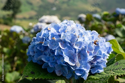 Close-Up of a Vibrant Blue Hydrangea Bloom Set Against a With Background, flower garden