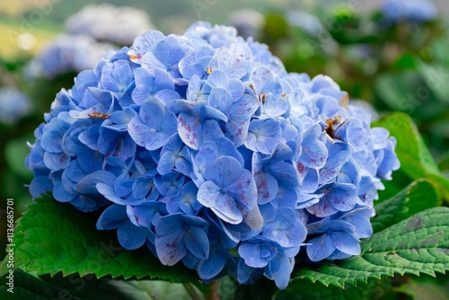 Beautiful Hydrangea Field on a Sunny Day with Scenic Views