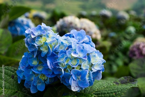 Stunning Blue-green Hydrangea Cluster in a Lush Garden Setting
