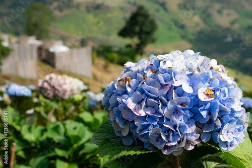 Picturesque Hydrangea Field with Traditional Rural Cottages