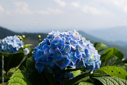 Beautiful Blue Hydrangea Blossom with Rich Green Leaves and a Picturesque Mountain View in the Background