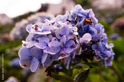 Close-Up of a Vibrant Purple Hydrangea Bloom Showcasing Delicate Petals in Soft Natural Light