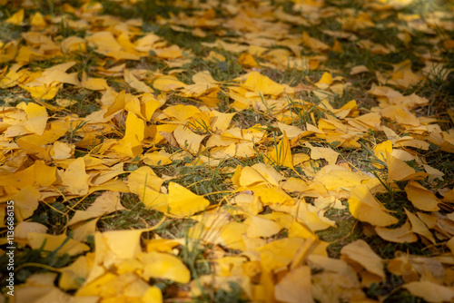 Autumn leaves in the park