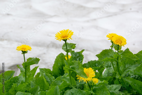 Yellow flowers growing near the snow. Nature of the Altai Mountains.