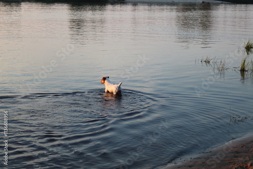 Dog swims in the river lake. Buying and walking pets, dogs