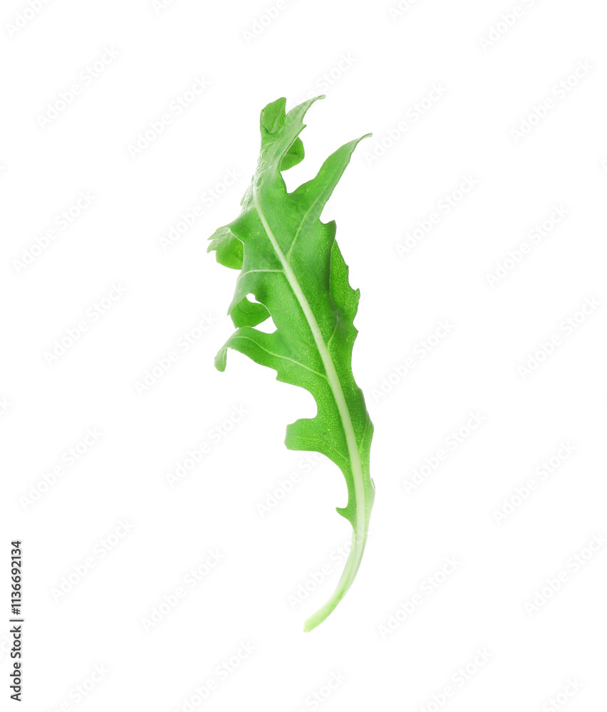 One fresh arugula leaf on white background One fresh arugula leaf on white background