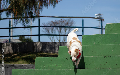 Small dog descending colorful steps in sunlight photo