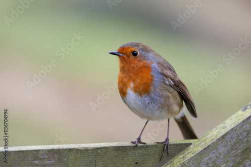 Robin bird (erithacus rubecula) perched on a wooden fence - North Yorkshire, UK in December