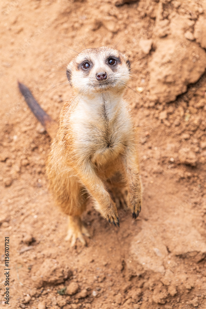 Meerkat, Suricata suricatta, on hind legs. Portrait of meerkat standing on hind legs with alert expression. Portrait of a funny meerkat sitting on its hind legs. Meerkat, Suricata suricatta, on hind legs. Portrait of meerkat standing on hind legs with alert expression. Portrait of a funny meerkat sitting on its hind legs.