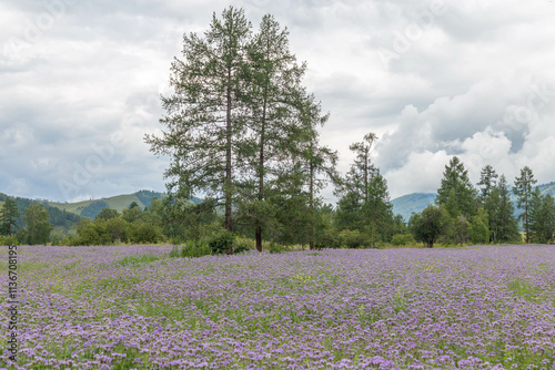 Field of honey plants. Altai mountains. Tyungur village, Altai republic, Russia photo