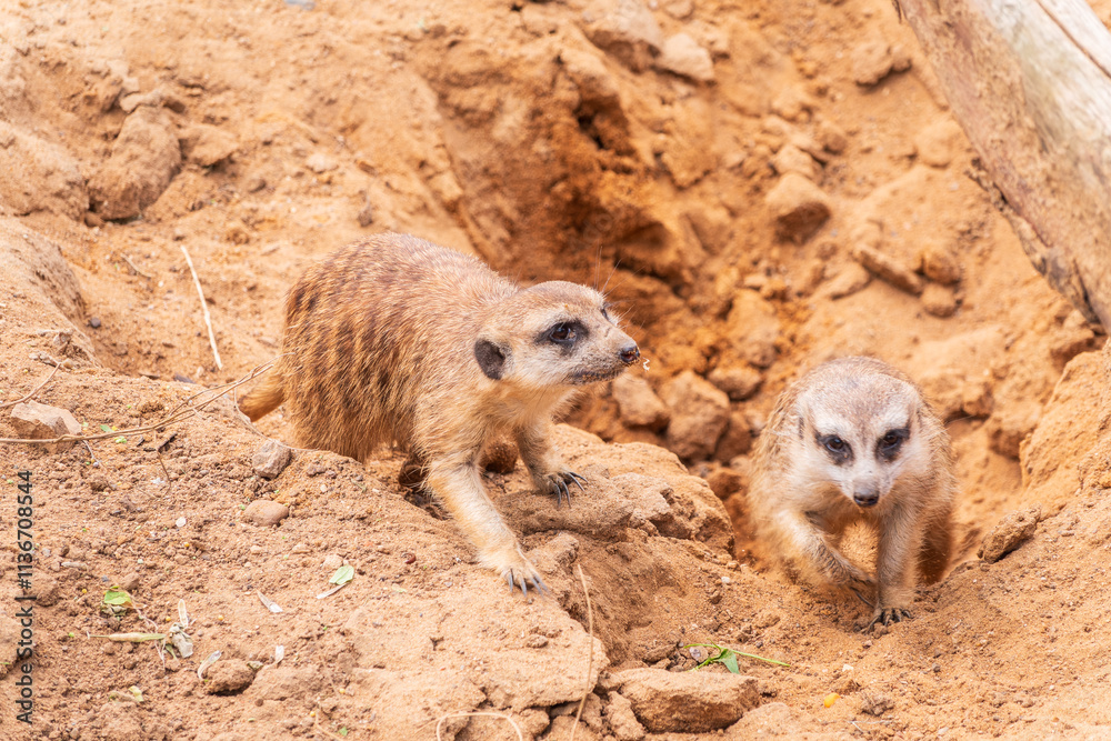 Fototapeta premium Meerkat suricatta family wildlife picture.