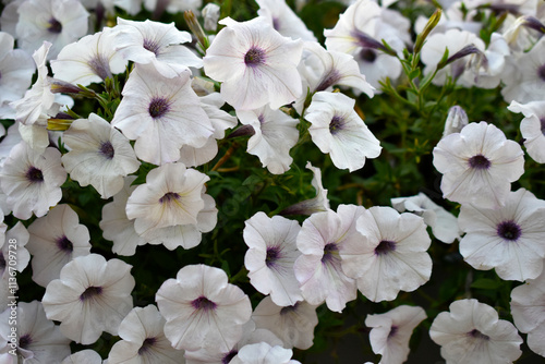 White petunia flowers in a flower bed. Petunia nyctaginiflora.