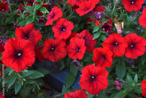 Red petunia flowers in a flower bed. Petunia nyctaginiflora.