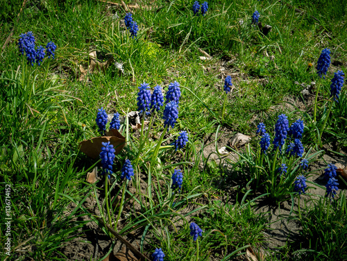 Wild Blue Grape Hyacinth flowers budding in a back yard. Also known as Armeniacum Muscari. Armeniacum is the best known of the Muscari-species