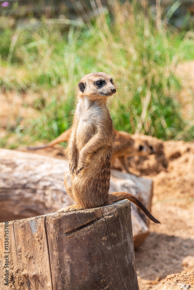 Fototapeta premium Meerkat, Suricata suricatta, on hind legs. Portrait of meerkat standing on hind legs with alert expression. Portrait of a funny meerkat sitting on its hind legs.