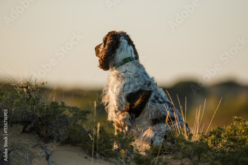 A dog of the English Springer Spaniel Pesky breed.dog in the desert