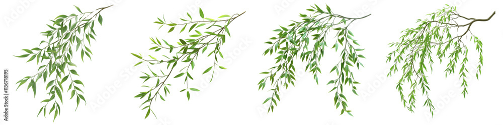 A Set of Willow Tree Branch with Drooping Leaves, Gracefully Isolated on Transparent Background A Set of Willow Tree Branch with Drooping Leaves, Gracefully Isolated on Transparent Background