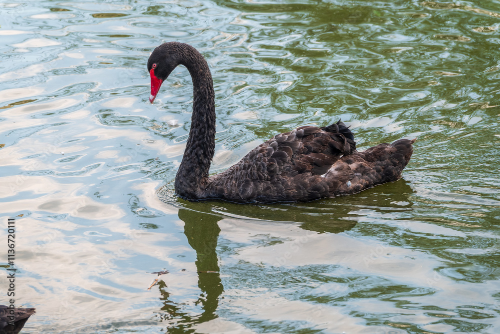 Fototapeta premium A graceful black swan with a red beak is swimming on a lake with dark green water. Cygnus atratus