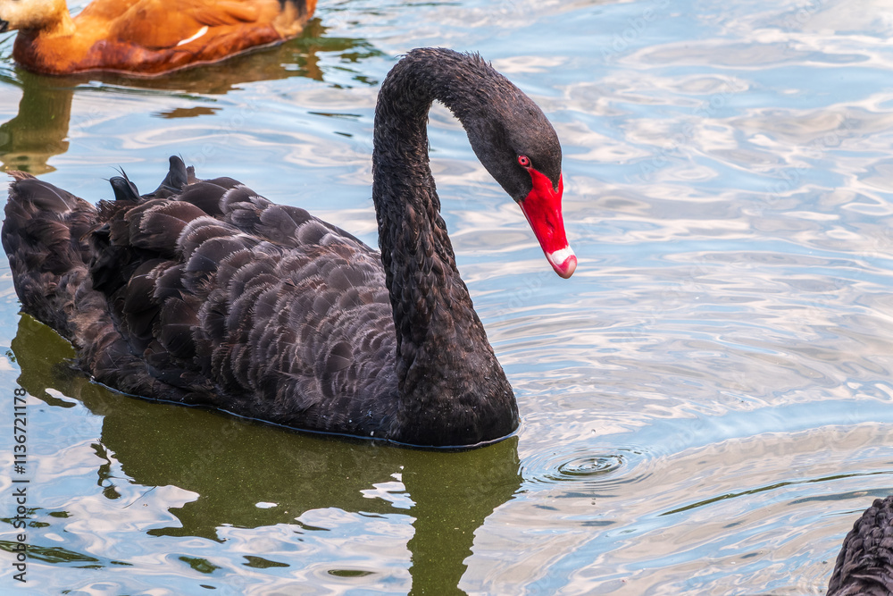 Φωτογραφία A graceful black swan with a red beak is swimming on a lake with dark green water