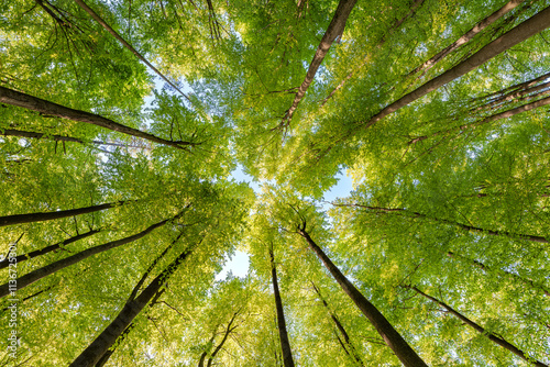 Experience the lush green canopy a breathtaking view observed from below the trees, sustainability photo
