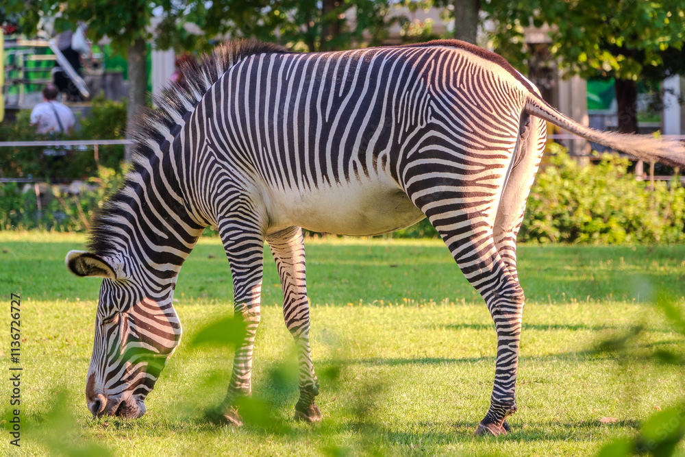 Grevy's zebra, lat Equus grevyi, also known as the imperial zebra eats green grass. Grevy's zebra, lat Equus grevyi, also known as the imperial zebra eats green grass.