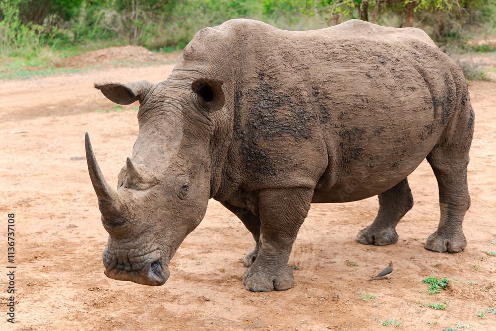 A rare African rhinoceros in Hlane National Park, or Royal Hlane National Park, is located in northeastern Swaziland, Africa A rare African rhinoceros in Hlane National Park, or Royal Hlane National Park, is located in northeastern Swaziland, Africa