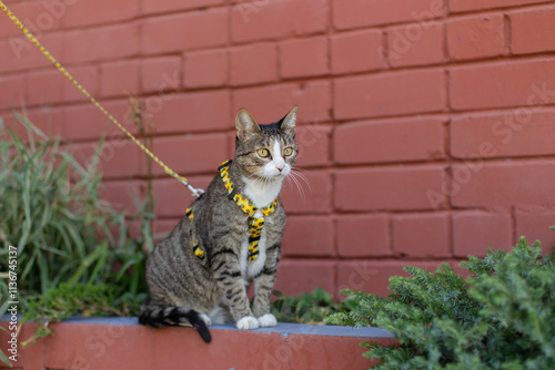 Black tabby  without pedigree with leash wandering in backyard. Young cute male cat wearing a harness go on Walking on the street. Pets walking outdoor