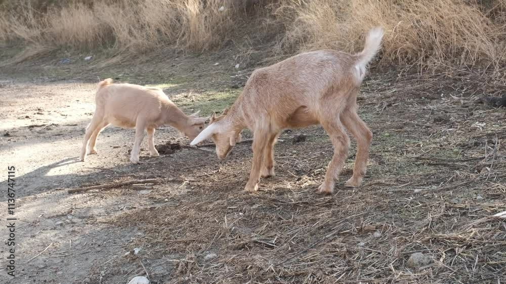 Playful goats engaging in headbutting while foraging on a sunny farm Playful goats engaging in headbutting while foraging on a sunny farm