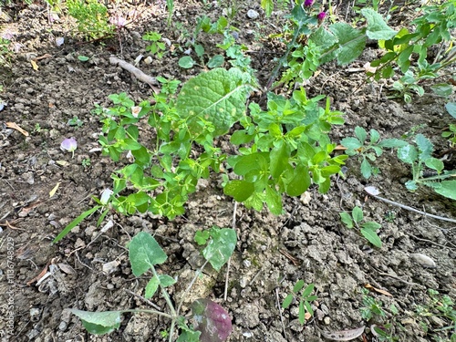 Close-up of the light green, fresh leaves of the Euphorbia peplus plant. Garden spurge growing between paving stones. Common name; petty spurge, radium weed, cancer weed, or milkweed.
 photo