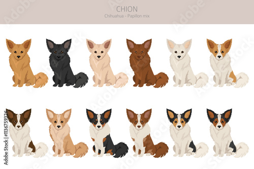 Chion clipart. Chihuahua Papillon mix. Different coat colors set.  Vector illustration