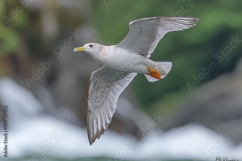 A northern fulmar glides gracefully over the icy waters, searching keenly for fish photo