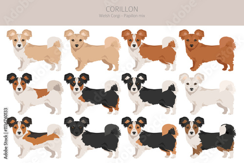 Corillon dog clipart. Welsh Corgi Papillon mix. Different coat colors set.  Vector illustration