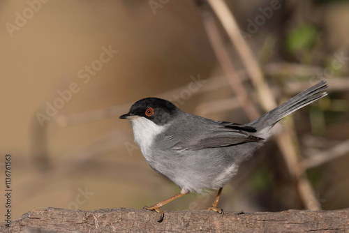 The Sardinian warbler (Curruca melanocephala) is a common and widespread typical warbler from the Mediterranean region.