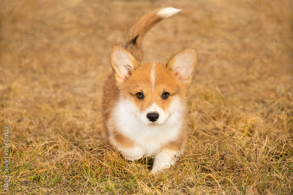 red corgi puppy runs in the autumn park