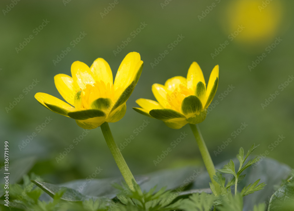 wild flowers, yellow natural flower photos wild flowers, yellow natural flower photos
