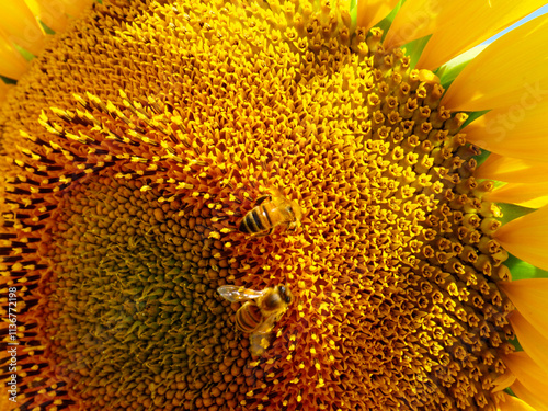 Blooming sunflower with honey bee photo