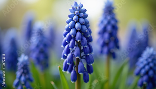 A stunning close-up of purple muscari flowers blooming in a spring meadow, creating a beautiful backdrop for text or design.