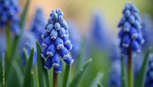 A stunning close-up of purple muscari flowers blooming in a spring meadow, creating a beautiful backdrop for text or design. photo