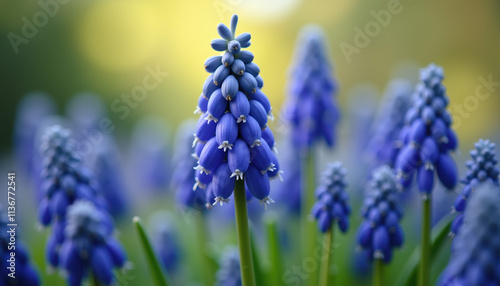 A stunning close-up of purple muscari flowers blooming in a spring meadow, creating a beautiful backdrop for text or design.