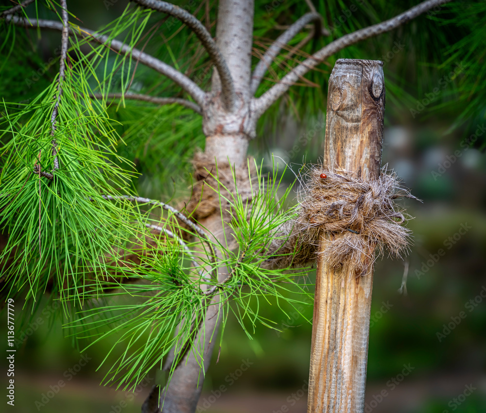 Pinus Pinea, Pinie, Schirm Kiefer, Berlin, Deutschland