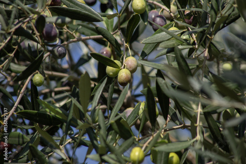 Background of olive tree branches with green and blue olives against a blue sky