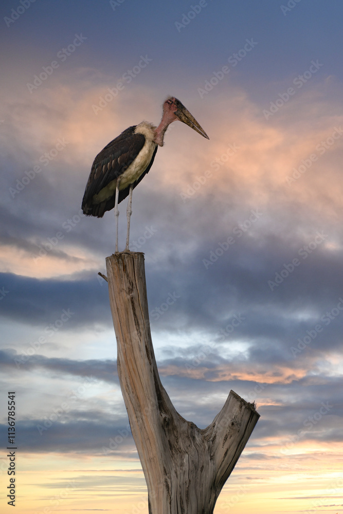 Marabou Stork standing on a wooden stump against a beautiful sunset sky as a background
