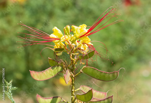 yellow and red colored garden flowers photos photo