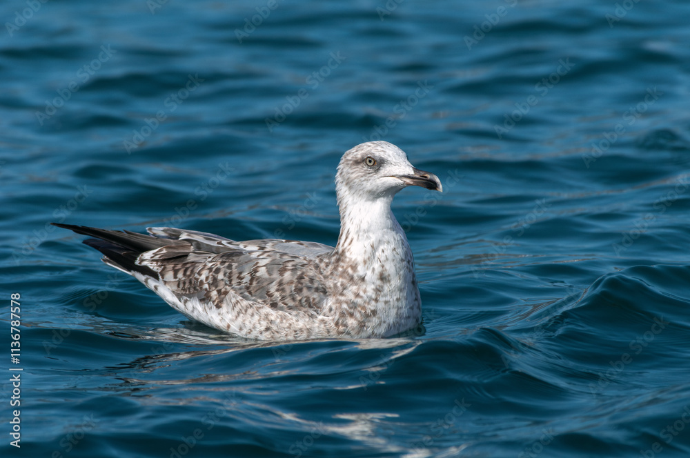 An young yellow-legged gull (Larus michahellis) rests on the water An young yellow-legged gull (Larus michahellis) rests on the water